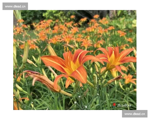 青山绿水间萱草花盛开温暖如初情深似海久久难忘